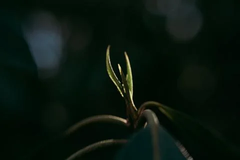 Sharp lines green plant creative blur light rays with dark background Stock Photos