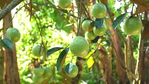 Sharp Lo Ren Star Apple in Lush Fruit Cluster Vietnam Stock Footage 327016197