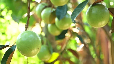 Sharp Lo Ren Star Apple in Lush Fruit Cluster Vietnam Stock Footage 327016771
