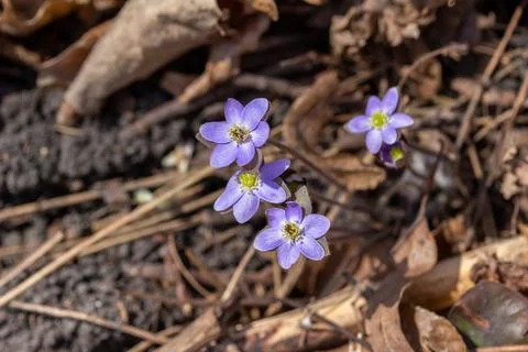 Sharp-lobed Hepatica (anemone) wildflowers Stock Photos