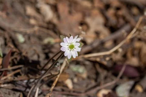 Sharp-lobed Hepatica (anemone) wildflowers Stock Photos