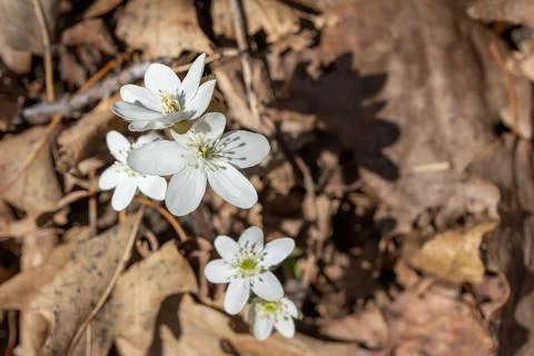 Sharp-lobed Hepatica (anemone) wildflowers Stock Photos