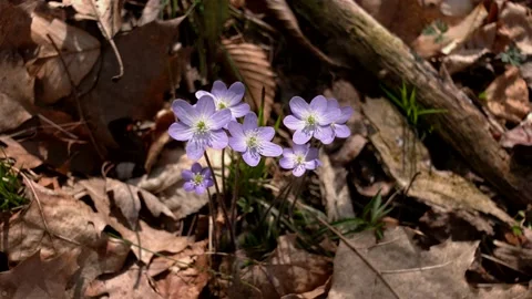 Sharp-lobed Hepaticas blooming, early Spring, E USA Stock Footage 187827538