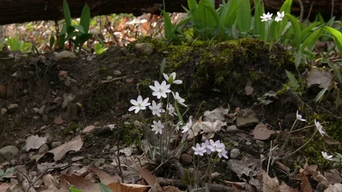 Sharp-lobed Hepaticas blooming, early Spring, E USA Stock Footage 188592766