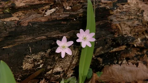 Sharp-lobed Hepaticas blooming, early Spring, E USA Stock Footage 188592875