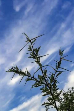 Sharp, long prickly needles on the branches of the African acacia against the Stock Photos