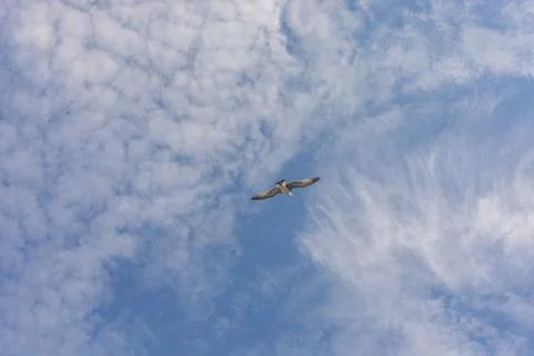 Sharp Low Angle View of Seagull Flying Overhead Stock Photos
