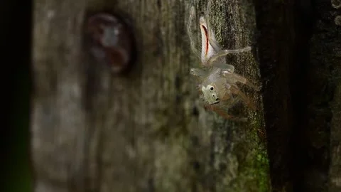 Sharp macro capture of Telamonia dimidiata moving across wooden surface in Stock Footage 336181851
