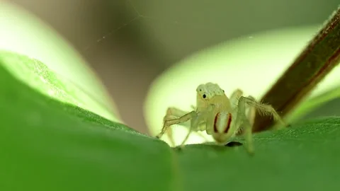 Sharp macro image of curious jumping spider walking on fresh leafy background Stock Footage 336181841