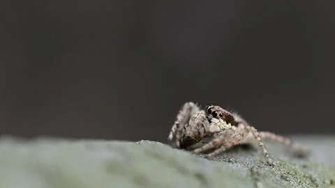 Sharp macro image of grey jumping spider consuming insect on old pipe in garden Video stock 336431563