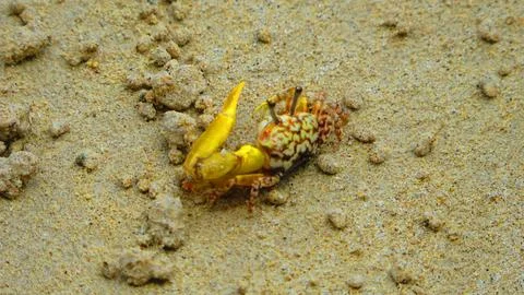 Sharp Macro Shot of Orange and Cream Crab on Sand Stock Photos