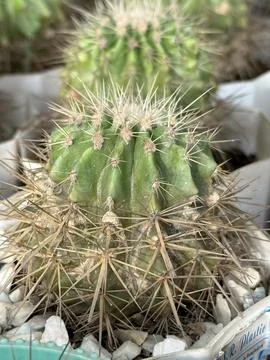 Sharp needles surround a green cactus growing among small white rocks. The ca Stockfoto's