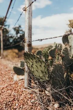 Sharp Objects near Guadalupe Mountains National Park Stock Photos