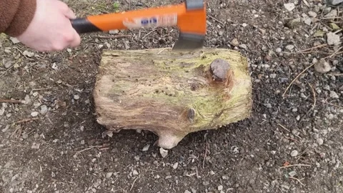 Sharp Orange Bushcraft Axe Chopping Into a Rotting Log Stock Footage 185765232