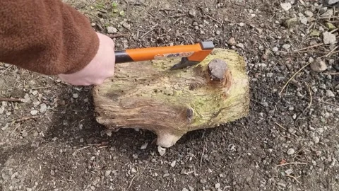 Sharp Orange Bushcraft Axe Chopping Into a Rotting Log Stock Footage 185765273