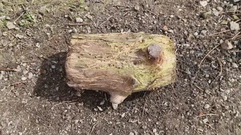 Sharp Orange Bushcraft Axe Chopping Into a Rotting Log Stock Footage 185766302