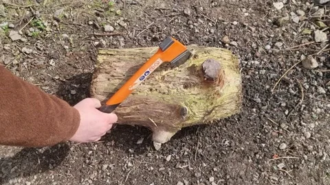Sharp Orange Bushcraft Axe Chopping Into a Rotting Log Stock Footage 185770777