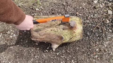 Sharp Orange Bushcraft Axe Chopping Into a Rotting Log Stock Footage 185770838