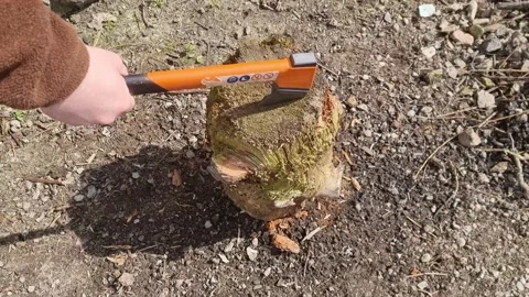 Sharp Orange Bushcraft Axe Chopping Into a Rotting Log Stock Footage 185771370