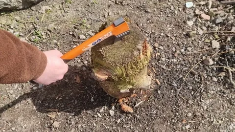 Sharp Orange Bushcraft Axe Chopping Into a Rotting Log Stock Footage 185772009