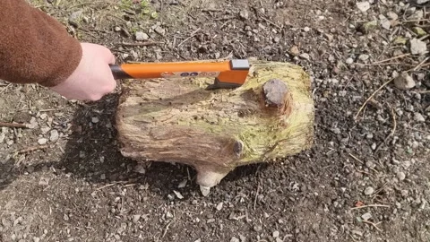 Sharp Orange Bushcraft Axe Chopping Into a Rotting Log Stock Footage 185772308