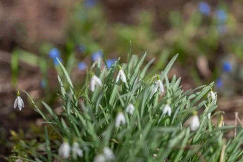 Sharp petal texture with dewcovered bloom. Vivid green stems blurred beneat.. Stock Photos