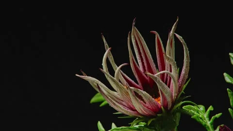 Sharp petals of trembling flowers strange bud blossoms against a dark background Stock Footage 131624634