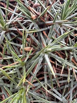 Sharp Pine Needle Texture with Forest Floor Elements Stock Photos