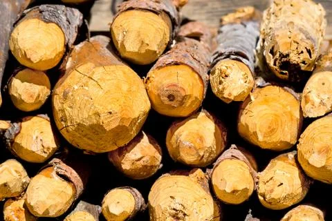 Sharp pine stakes Foto stock