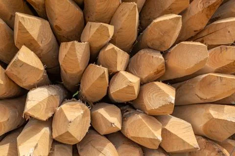 Sharp pine stakes. Stock Photos