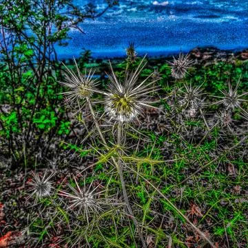 Sharp plant Фото