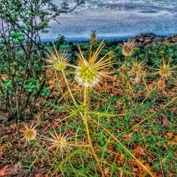 Sharp plant Фото