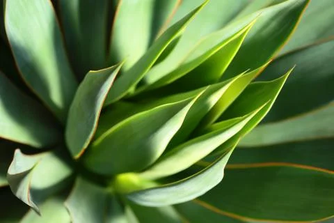 Sharp pointed agave plant leaves bunched together. 库存照片