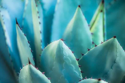 Sharp pointed agave plant leaves bunched together. 스톡 사진