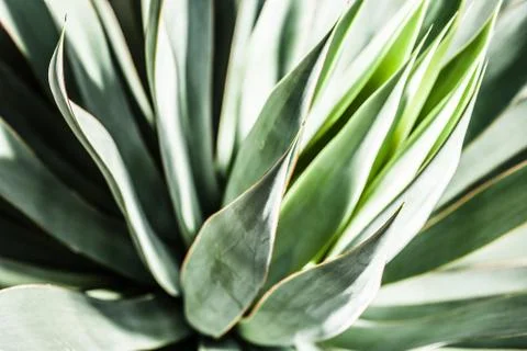 Sharp pointed agave plant leaves bunched together. 库存照片
