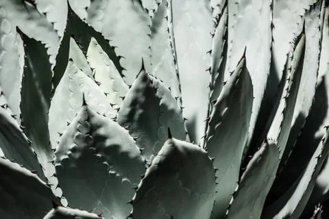 Sharp pointed agave plant leaves bunched together. Stock Photos