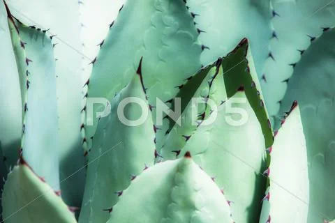 Sharp pointed agave plant leaves bunched together. Stock Photos