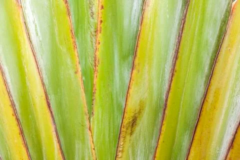 Sharp pointed agave plant leaves 库存照片
