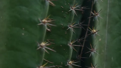 Sharp pointed golden spines thorns on green cactus Stock Footage 329435073