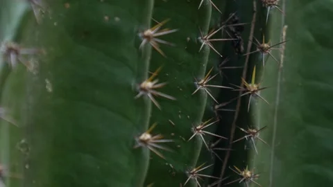 Sharp pointed golden spines thorns on green cactus Stock Footage 329435078
