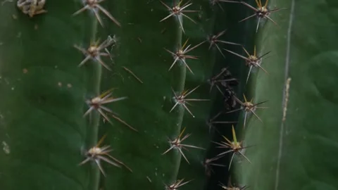 Sharp pointed golden spines thorns on green cactus Stock Footage 329905802