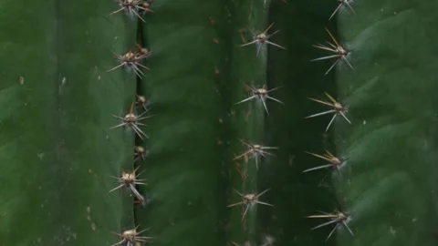Sharp pointed golden spines thorns on green cactus Stock Footage 329905810