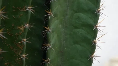 Sharp pointed golden spines thorns on green cactus Vídeo Stock 331056009