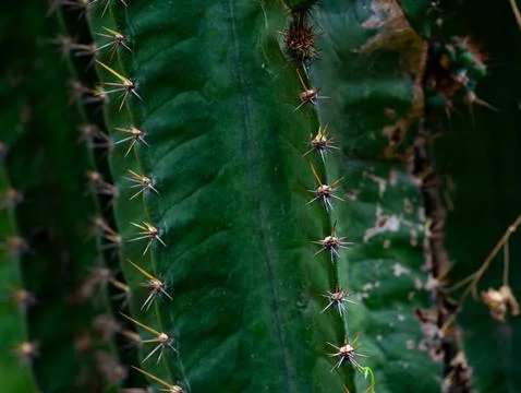 Sharp pointed golden spines thorns on green cactus stem surface creating na.. Foto stock