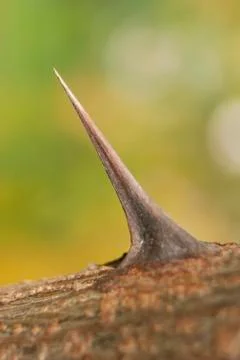 The sharp, pointed thorn of a bush or rose bush. Stock Photos