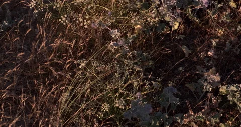 Sharp, prickly thistles and dried grass growing in the sand dunes at beach Stock Footage 135419796