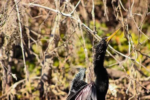 Sharp red eyed Anhinga sunbathing in Florida Stock Photos
