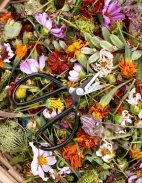 Sharp retro florist scissors on a bed of faded flower heads Stock Photos