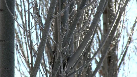 Sharp rime ice and hoar frost cover ground, delicate winter - Frost Layer Stock Footage 339817782