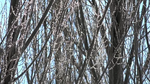 Sharp rime ice and hoar frost cover ground - Frost Layer and Frosted Surface Stock Footage 339817791